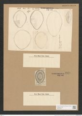 Surirella sp. (de-Toni-Nr.: Genus 53, Species 2271 ?) Zeichnungen Sammlung Grunow Nr. 4821 (NHMW-BOT-W0372977)